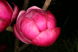 Magnolia 'Black Tulip' RCP4-11 272.JPG